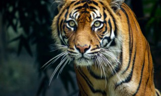 梦到被老虎咬 梦见被老虎咬了啥意思