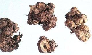 金荞麦的作用 金荞麦有什么作用