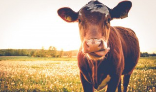 牛的品种有多少种 牛的品种介绍