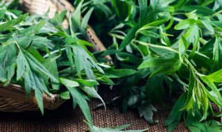 艾叶有什么功效和作用 艾叶功效和作用介绍