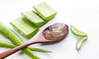 芦荟能生吃吗有什么功效和作用 芦荟功效作用介绍