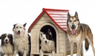 世界十大名犬排行榜 世界十大名犬排行榜有哪些