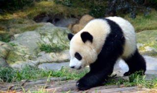 大熊猫形态特征 大熊猫形态特征是什么