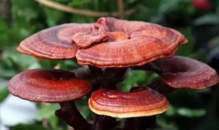 灵芝可以泡酒吗 灵芝是否可以泡酒