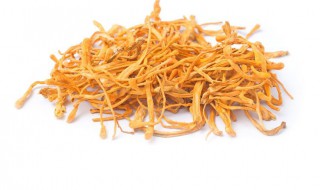 虫草花如何种植 虫草花的种植方法