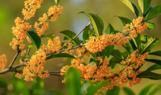 罗勒桂花茶的做法 桂花茶制作方法的介绍