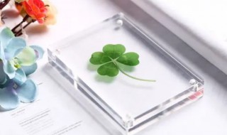 四叶草怎么做成标本 四叶草做成标本的方法