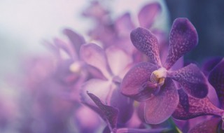 兰花有多少个品种 兰花的品种介绍