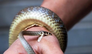 被蛇咬伤怎么办 记住下面几招很管用