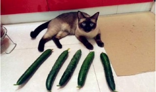 猫为什么怕黄瓜 猫真的怕黄瓜吗？