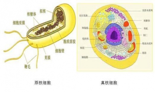 原核细胞和真核细胞的区别 小本本快点记起来啦