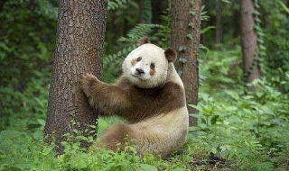 大熊猫为什么是国宝 四大原因告诉你