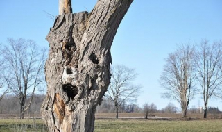 饱经风霜的饱是什么意思 饱经风霜的饱含义是什么
