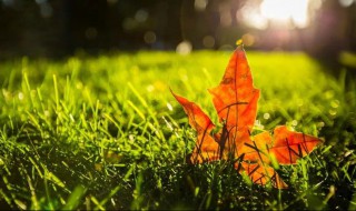 描写秋风的优美句子 描写秋风的好句好段摘抄