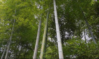 毛竹怎么处理防虫 毛竹如何防虫