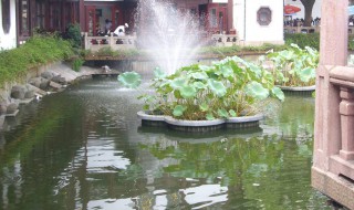 水肥起泡沫怎么处理 水面出现泡沫是怎么回事