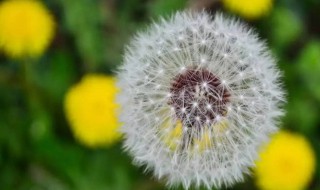 植物传播种子的方法还有哪些 一起来看看