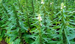 芝麻的施肥方法 有什么技巧