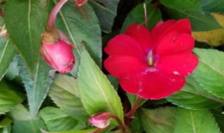 凤仙花传播种子的方法 凤仙花传播种子的方法是怎样的