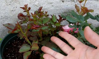 月季脚芽怎么处理 月季如何养护