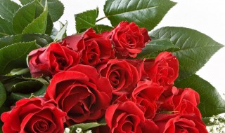 玫瑰的干燥方法 玫瑰的干燥方法简述