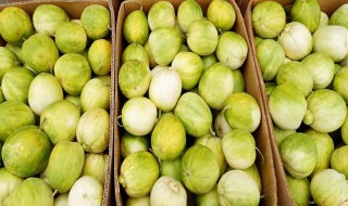 香瓜的贮存方法 香瓜的贮存方法简述