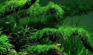 草缸的绿藻怎么处理 处理绿藻的方法