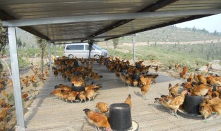 天气炎热如何做鸡棚通风 有什么通风的办法