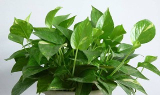 绿萝的剪护方法 绿萝修剪方法介绍