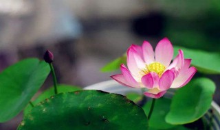 描写荷花的句子和段落 描写荷花的句子和段落列述