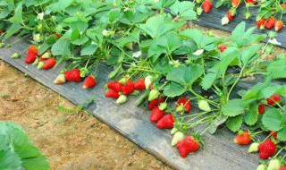草梅种植时间和方法 如何种植草莓
