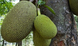 海南水果特产有哪些水果 哪些水果是海南的特产