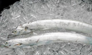 夏季怎么挑选带鱼 这些标准很重要