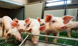 怎样建养猪大棚 大棚式猪舍建造方法简介