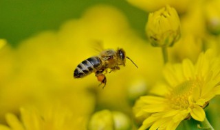 小蜜蜂比喻什么样的人 小蜜蜂形容什么人