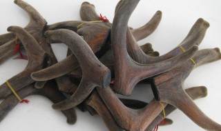 鹿茸的功效与作用及禁忌 鹿茸的功效与作用及禁忌介绍