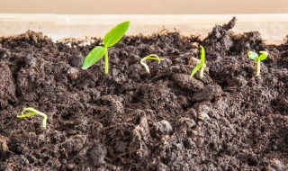 怎样发酵有机肥 标准做法是这样的