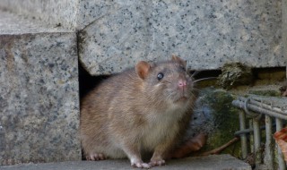 怎样灭老鼠最有效 这些灭鼠器具专害老鼠