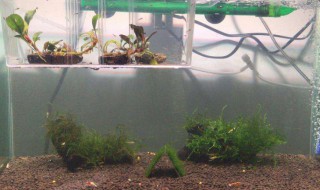 水草缸冒泡怎么处理 为什么鱼缸里的水草会冒泡