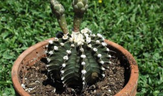 扦插的生殖方法 扦插的生殖方法有哪些