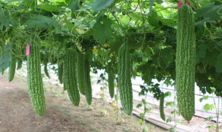 如何做苦瓜汤不苦又好喝 苦瓜汤不苦又好喝的做法