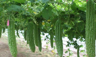 苦瓜煲怎样做不会苦 苦瓜煲不会苦的做法