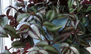 适合家里养的32种花 适合家里养的32种花有哪些