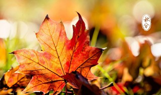 秋分简介以及寓意 秋分简介以及寓意简述