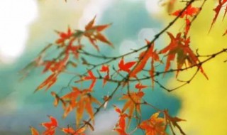 秋分节气吃什么传统食物 适合秋分吃的食物