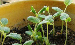 盆栽甜瓜的方法 如何载甜瓜