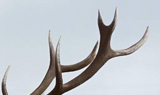 鹿角与鹿茸的区别 这两者的区别介绍