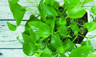 家里能养绿萝吗 可以养绿萝