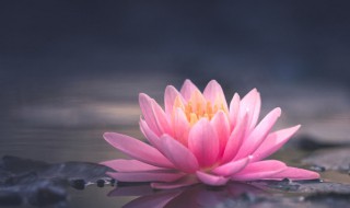 家里为什么不能养荷花 从风水上有什么忌讳