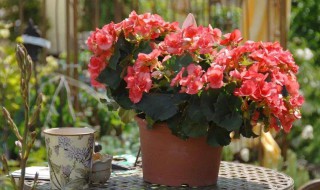 家里为什么不要养海棠 为什么家里不要养海棠